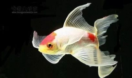 鱼视频观赏大全,探秘水族世界的精彩瞬间